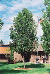 Rugby Green Ash (Fraxinus pennsylvanica 'Rugby') at Lakeshore Garden Centres