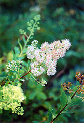 Meadowsweet (Spiraea alba) at Green Thumb Garden Centre