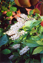 Anne Bidwell Summersweet (Clethra alnifolia 'Anne Bidwell') at Lakeshore Garden Centres