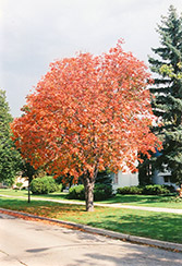 Ohio Buckeye (Aesculus glabra) at Peter Knippel Garden Centre