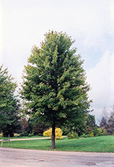 Scarlet Sentinel Maple (Acer x freemanii 'Scarlet Sentinel') at Lakeshore Garden Centres