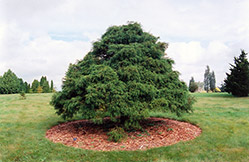 Threadleaf Falsecypress (Chamaecyparis pisifera 'Filifera') at Lakeshore Garden Centres