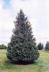 Blue Nootka Cypress (Chamaecyparis nootkatensis 'Glauca') at Lakeshore Garden Centres