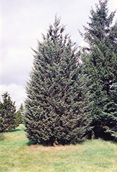 Grey Rock Redcedar (Juniperus virginiana 'Grey Rock') at Lakeshore Garden Centres