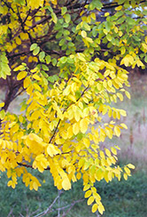 Japanese Pagoda Tree (Sophora japonica) at Lakeshore Garden Centres
