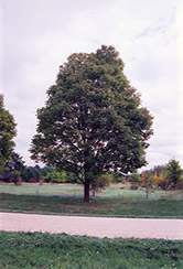 Manitou White Ash (Fraxinus americana 'Manitou') at Lakeshore Garden Centres