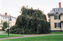 Weeping Purple Beech (Fagus sylvatica 'Purpurea Pendula') at Lakeshore Garden Centres