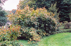 Jolly Red Winterberry (Ilex verticillata 'Jolly Red') at Lakeshore Garden Centres