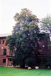 Common Linden (Tilia x europaea) at Lakeshore Garden Centres