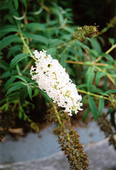 Nanho White Butterfly Bush (Buddleia davidii 'Nanho Alba') at Lakeshore Garden Centres