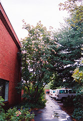 Flame Smokebush (Cotinus coggygria 'Flame') at Lakeshore Garden Centres