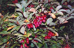 Adams Flowering Crab (Malus 'Adams') at Lakeshore Garden Centres