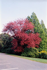 Schlesinger Red Maple (Acer rubrum 'Schlesingeri') at Lakeshore Garden Centres