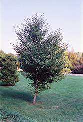 Akebono Ginkgo (Ginkgo biloba 'Akebono') at Lakeshore Garden Centres
