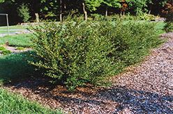 Glory Japanese Holly (Ilex crenata 'Glory') at Lakeshore Garden Centres