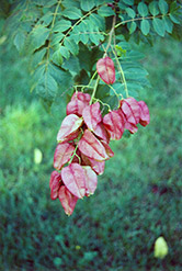 Rose Lantern Golden Rain Tree (Koelreuteria paniculata 'Rose Lantern') at Lakeshore Garden Centres