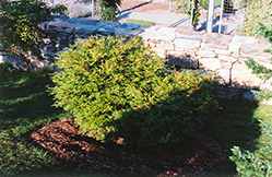 Dwarf Pygmy Falsecypress (Chamaecyparis obtusa 'Pygmaea') at Lakeshore Garden Centres