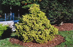 Golden Nymph Falsecypress (Chamaecyparis pisifera 'Golden Nymph') at Lakeshore Garden Centres