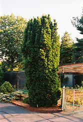 Sentinal Yew (Taxus x media 'Sentinalis') at Lakeshore Garden Centres