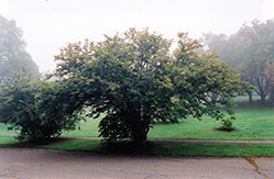 Sapphireberry (Symplocos paniculata) at Lakeshore Garden Centres
