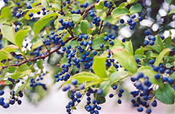 Sapphireberry (Symplocos paniculata) at Lakeshore Garden Centres