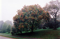 Rose Lantern Golden Rain Tree (Koelreuteria paniculata 'Rose Lantern') at Lakeshore Garden Centres