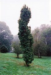 Redbird Korean Mountain Ash (Sorbus alnifolia 'Redbird') at Lakeshore Garden Centres
