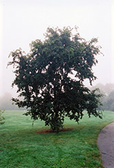 King's Choice Elm (Ulmus parvifolia 'King's Choice') at Lakeshore Garden Centres