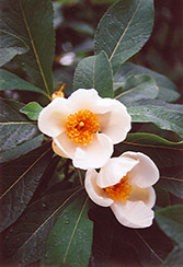 Franklin Tree (Franklinia alatamaha) at Lakeshore Garden Centres