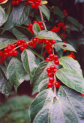 Amur Honeysuckle (Lonicera maackii) at Lakeshore Garden Centres