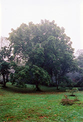 English Walnut (Juglans regia) at Lakeshore Garden Centres