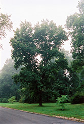 Bitternut Hickory (Carya cordiformis) at Lakeshore Garden Centres