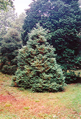 Dumosa Moss Falsecypress (Chamaecyparis pisifera 'Squarrosa Dumosa') at Lakeshore Garden Centres