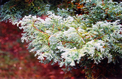 Moss Falsecypress (Chamaecyparis pisifera 'Squarrosa') at Lakeshore Garden Centres