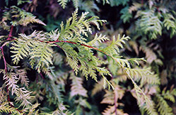 Andeley Whitecedar (Chamaecyparis thyoides 'Andeleyensis') at Lakeshore Garden Centres