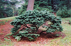 Dwarf Douglas Fir (Pseudotsuga menziesii 'Pumila') at Lakeshore Garden Centres