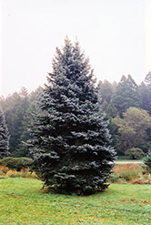Royal Blue Spruce (Picea pungens 'Royal Blue') at Lakeshore Garden Centres