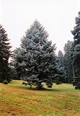 Candicans White Fir (Abies concolor 'Candicans') at Lakeshore Garden Centres