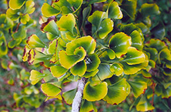 Santa Cruz Ginkgo (Ginkgo biloba 'Santa Cruz') at Lakeshore Garden Centres