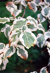 Snowboy Chinese Dogwood (Cornus kousa 'Snowboy') at Lakeshore Garden Centres
