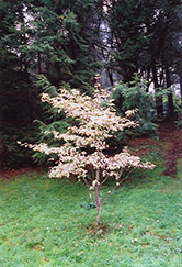 Snowboy Chinese Dogwood (Cornus kousa 'Snowboy') at Lakeshore Garden Centres