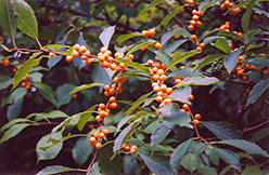 Yellow-Fruited Winterberry (Ilex verticillata 'Chrysocarpa') at Lakeshore Garden Centres