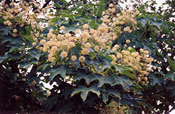 Castor Aralia (Kalopanax pictus) at Lakeshore Garden Centres
