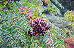 Japanese Angelica Tree (Aralia elata) at Lakeshore Garden Centres