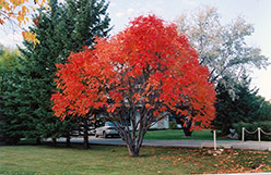 European Mountain Ash (Sorbus aucuparia) at Lakeshore Garden Centres