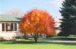 Western Mountain Ash (Sorbus scopulina) at Lakeshore Garden Centres