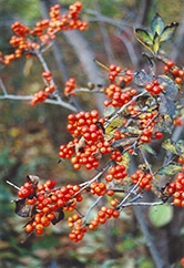 Orange-Berried Winterberry (Ilex verticillata 'Aurantiaca') at Lakeshore Garden Centres