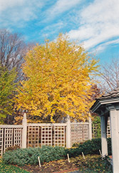 Columnar Ginkgo (Ginkgo biloba 'Fastigiata') at Lakeshore Garden Centres
