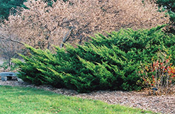 Sea Green Juniper (Juniperus chinensis 'Sea Green') at Lakeshore Garden Centres