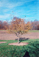 Winter Gold Flowering Crab (Malus 'Winter Gold') at Lakeshore Garden Centres